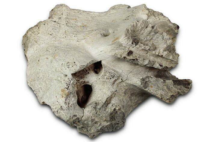 Fossil Ornithischian Dinosaur Skull Section - Montana #355124